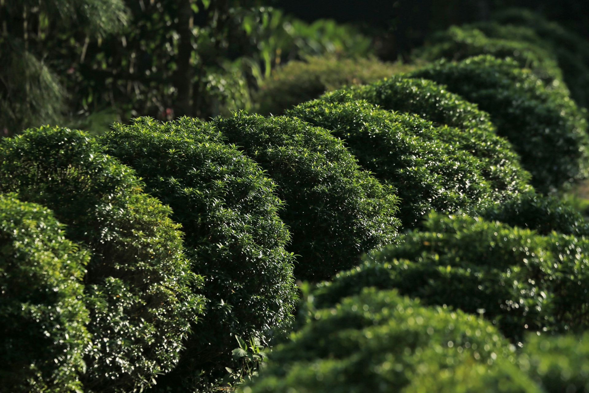 Close-up view of lush, green tea bushes in a plantation. Ideal for farming and agriculture concepts.